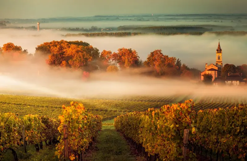 champs de vigne en région Aquitaine représentant les opportunités d'achat en viager dans les alentours de Bordeaux